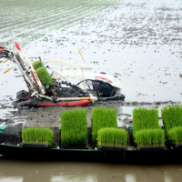 VOV - Sống chung với biến đổi khí hậu: Các ứng dụng công nghệ tiên tiến giảm phát thải khí nhà kính trong chăn nuôi