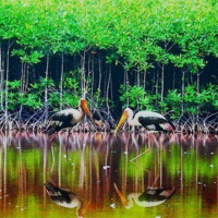 VOV - Sống chung với biến đổi khí hậu: Bảo vệ đa dạng sinh học trước tác động của biến đổi khí hậu