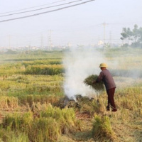 VOV - Sống chung với biến đổi khí hậu: Các giải pháp hạn chế tình trạng đốt rơm rạ ở Hà Nội