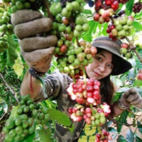 VOV - Biến đổi khí hậu: Hỗ trợ phụ nữ phát triển sinh kế thích ứng với biến đổi khí hậu sau ảnh hưởng của dịch covid-19