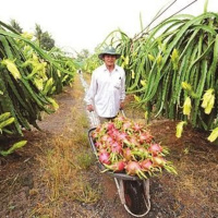 VOV - Sống chung với biến đổi khí hậu: Sản xuất sản phẩm theo tiêu chuẩn - Hướng đi bền vững cho nhà nông đồng bằng sông Cửu Long