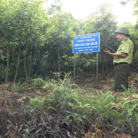 Biến đổi khí hậu: Bảo vệ rừng – “lá phổi xanh” trước diễn biến khắc nghiệt của thời tiết 