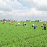 VOV - Tài nguyên và môi trường: Tích tụ, tập trung đất đai – Phát huy nguồn lực từ đất