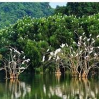 Chuyển đổi xanh - Bảo vệ và phát triển rừng ngập mặn – hệ sinh thái carbon xanh 