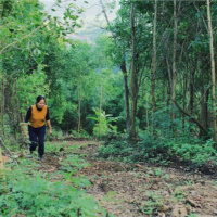Tài nguyên môi trường - Trồng 1 tỷ cây xanh: Hành trình góp xanh