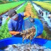 Chuyển đổi xanh - ĐBSCL - nâng cao năng lực cộng đồng bằng những mô hình thích ứng với biến đổi khí hậu