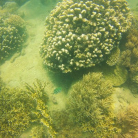 Tài nguyên môi trường: Khánh Hòa: Giải pháp nào bảo vệ rạn san hô đảo Hòn Mun? 