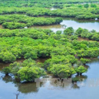 Biến đổi khí hậu: Bảo vệ các vùng đất ngập nước – Giải pháp ứng phó biến đổi khí hậu