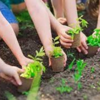 Biến đổi khí hậu - “Trồng cây, gây rừng - giải pháp bảo vệ môi trường, ứng phó biến đổi khí hậu”