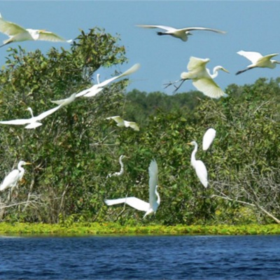 Vov - Khcn Va Môi Trng