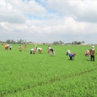 Vov - Khcn Va Môi Trng