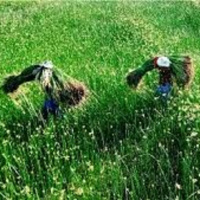 Mùa cói: Mùa của tình thân, tình yêu thương