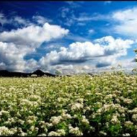 Kiều mạch trắng: Khát vọng vươn lên của thanh niên miền núi