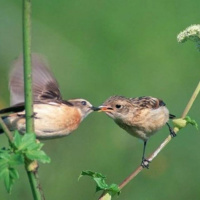 Chùm truyện về tình yêu và mùa xuân của cây bút Bùi Việt Phương