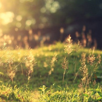 Đời người như gió qua