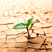 Dấu lặng buồn từ truyện ngắn “Người khát con”