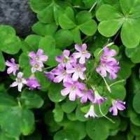 Đất hoa: Nơi hạnh phúc nở hoa