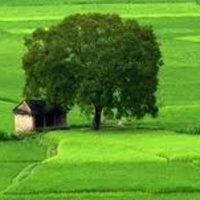 Tha hương: Nỗi lòng người con xa quê