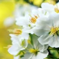 Tuyết mai Yên Sơn