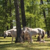 Đồi ngựa trắng: Một truyện ngắn hay của nhà thơ Nguyễn Quang Thiều