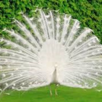 Con khổng tước và cô tiểu thư