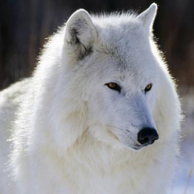 Vov - Oc Truyên Êm Khuya