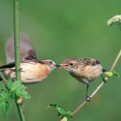 Vov - Oc Truyên Êm Khuya