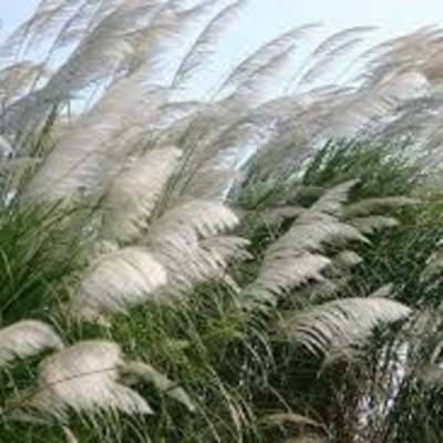 Vov - Oc Truyên Êm Khuya