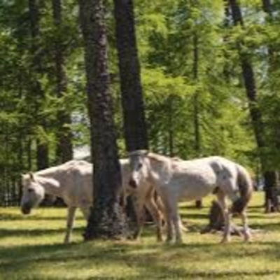 Vov - Oc Truyên Êm Khuya