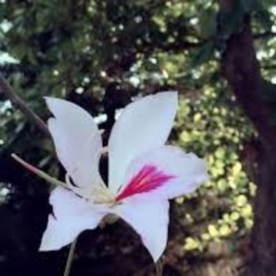 Vov - Oc Truyên Êm Khuya