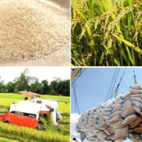 Thời sự 6h 5/3/2025: Thủ tướng chỉ đạo thực hiện các giải pháp đảm bảo cân đối cung cầu lúa gạo