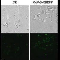 VOV - Thời sự 18h (25/2/2020)