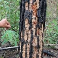 VOV - Thời sự 12h (15/8/2019)