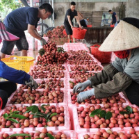 Thời sự 18h 15/10/2025: Xuất khẩu rau quả sang Trung Quốc tiếp tục tăng mạnh