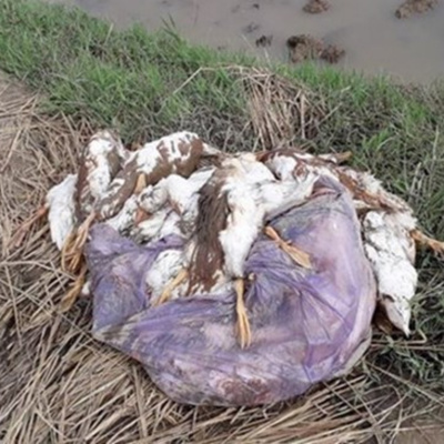 Vov - Chng Trinh Thi S