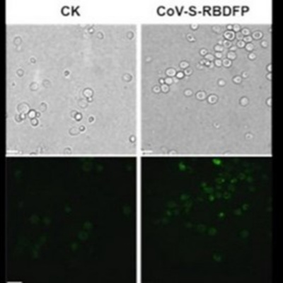 Vov - Chng Trinh Thi S
