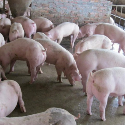 Vov - Chng Trinh Thi S