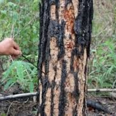 Vov - Chng Trinh Thi S