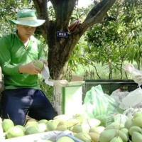 Tin trong nước - Tiền Giang: Tìm giải pháp “giữ chân” cây xoài cát Hòa Lộc