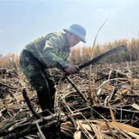 Tin trong nước - Cao điểm nắng hạn và nỗi lo mía cháy tại Gia Lai