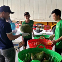 Tin trong nước - Tiền Giang: Vụ sầu riêng cận Tết cổ truyền nhiều nông dân thu lãi gần 2 tỷ đồng/ha