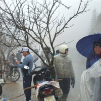 Tin trong nước - Đào Sa Pa tấp nập xuống phố tìm người chơi