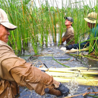 Tin trong nước - Cây bồn bồn giúp người dân đất rừng U Minh Hạ vươn lên 