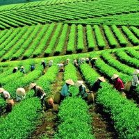 Tin trong nước - Nông nghiệp Lai Châu Bứt phá