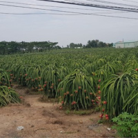 Tin trong nước - Tiền Giang: Gần 100.000 tấn trái cây đặc sản phục vụ Tết cổ truyền 