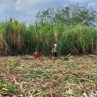 Tin trong nước - Sóc Trăng: Cây mía được mùa, bán giá cao