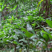 Tin trong nước - Cây lá dong Bắc Kạn vào mùa Tết 