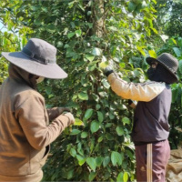 Tin trong nước - Nông dân Đăk Lăk khấp khởi mừng khi hồ tiêu tăng giá