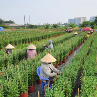 Tin trong nước - Vườn hoa Tết ở TP.HCM bị cạnh tranh cả trong lẫn ngoài