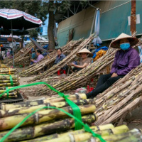 Tin trong nước - Về nơi mía ngọt lời then